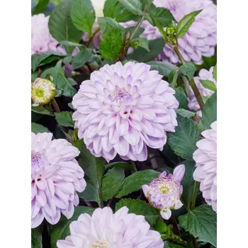 Sazenice Jiřina Espacio 1 ks