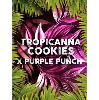 Semeno Tramuntana Seeds - Tropicanna Cookies x Purple Punch (VÝPRODEJ) 5 ks