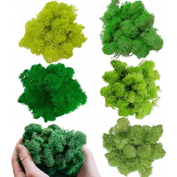 Obraz DEKORATIVNÍ MECH TRVALÝ PŘÍRODNÍ V PĚTI BARVÁCH PRO INTERIÉR