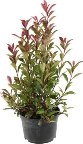 Blýskavka Fraserova 'CARRE ROUGE' 60-80cm, (kontejner)