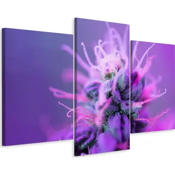 Obraz Obraz TRYPTYK Rostlina Květ z Blízka Dekor 90x60