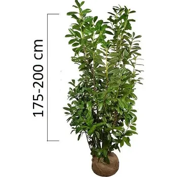 Sazenice Bobkovišeň obecná 'NOVITA' 175-200cm, bal