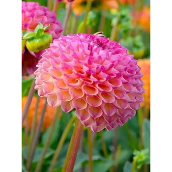 Sazenice Jiřina Burlesca 1 ks