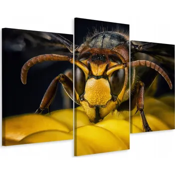 Obraz Obraz Tryptych Hmyz OSA Příroda Makro 3D 90x60 cm