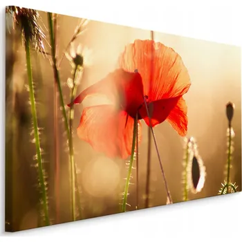 Obraz Obraz Máky ve Slunci 30x20 /213041257