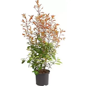 Sazenice Blýskavka Fraserova 'RED ROBIN' 125-150cm, (kontejner)