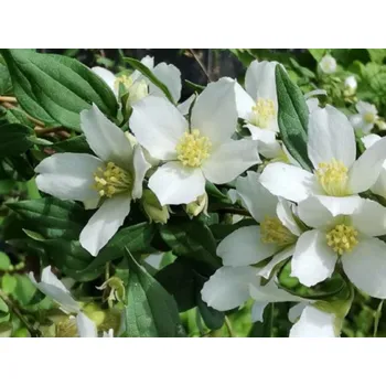 Sazenice Pustoryl 'Mont Blanc' Balení: kontejner p9