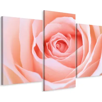Obraz Obraz TRYPTYK Květ Růže Příroda Makro 3D 90x60