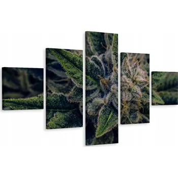 Obraz Vícedílný obraz Konopí LISTY CBD 3D 250x150