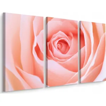 Obraz Obraz Triptych Pastelová RŮŽE v Makro Měřítku 60x40