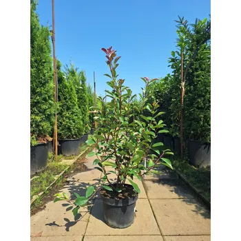 Sazenice Blýskavka Fraserova 'RED ROBIN' 80-100cm kontejner