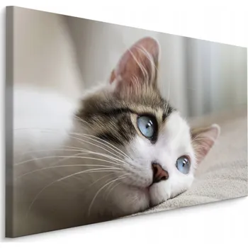 Obraz Obraz Canvas Zvíře KOČKA Portrét 3D Příroda 30x20