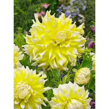 Sazenice Jiřina Grand Prix 1 ks