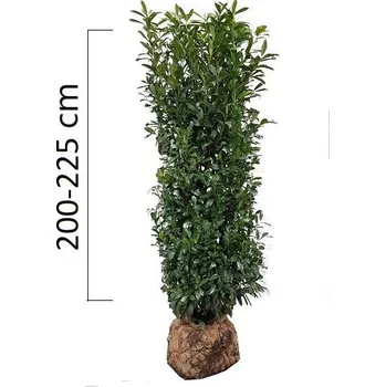 Sazenice Bobkovišeň obecná 'GENOLIA ' 200-225cm kon
