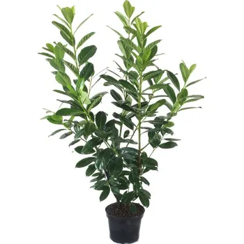 Sazenice Bobkovišeň obecná 'NOVITA' 100-125cm, bal