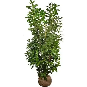 Sazenice Bobkovišeň obecná 'NOVITA' 125-150cm, bal