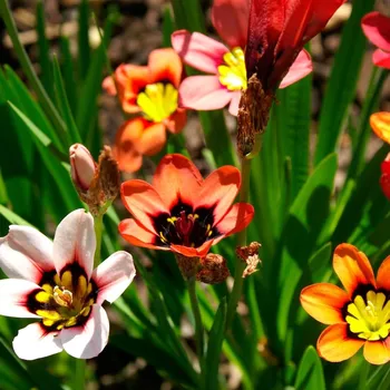 Semeno Dřípulka - Sparaxis - cibule dřipulky - 8 ks