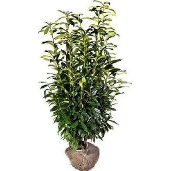 Sazenice Prunus laur. Genolia 80-100cm (Bobkovišeň) bal