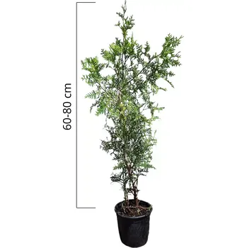 Sazenice Thuja occidentalis 'Brabant' 60-80 cm, (Túje) kontejner