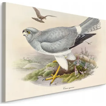 Obraz Obraz Dravci 40x30 /286003357