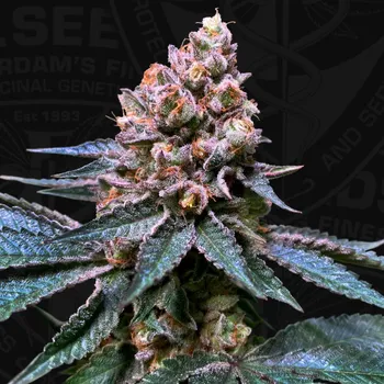 Semeno T.H. Seeds - Black Apple Hitchcock (VÝPRODEJ) 7 ks