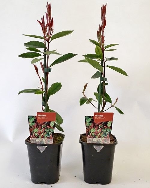 Blýskavka Fraserova Red Robin 40cm, kontejner