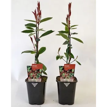 Sazenice Blýskavka Fraserova Red Robin 40cm, kontejner