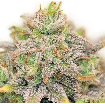 Semeno Serious Seeds - CBD Warlock (VÝPRODEJ) 6 ks