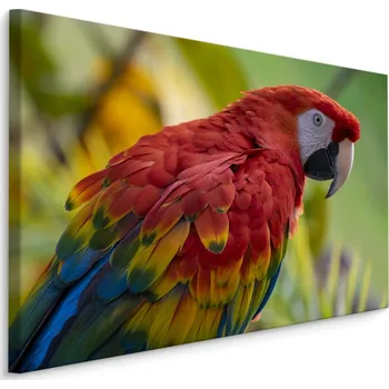 Obraz Obraz PAPOUŠEK barevný motiv do jídelny 30x20 cm