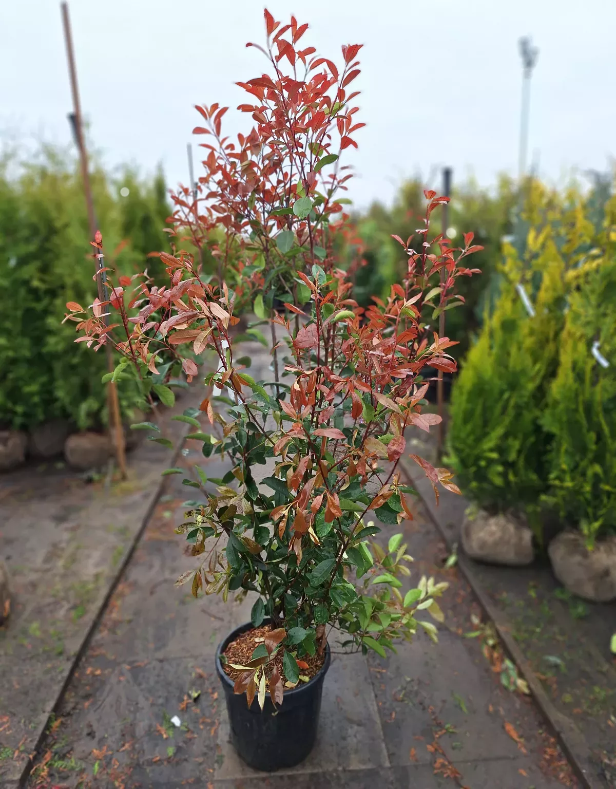 Blýskavka Fraserova 'RED ROBIN' 150-175cm (kontejner)