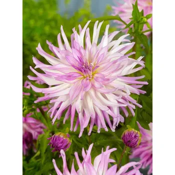 Sazenice Jiřina Mingus Randy 1 ks