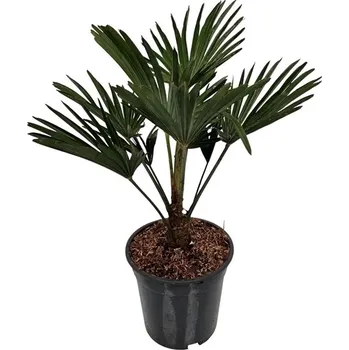 Sazenice Palma Trachycarpus wagnerianus mrazuvzdorná velká
