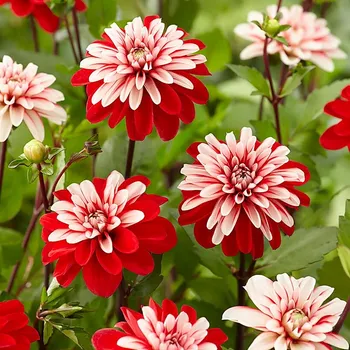 Sazenice Jiřina Pacific Time 1 ks