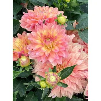 Sazenice Jiřina Garden Desire 1 ks