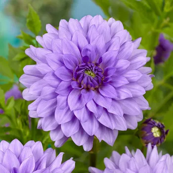 Sazenice Jiřina Blue Boy 1 ks