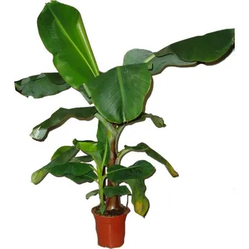 Sazenice Banánovník - Musa - výška 140 cm starý strom