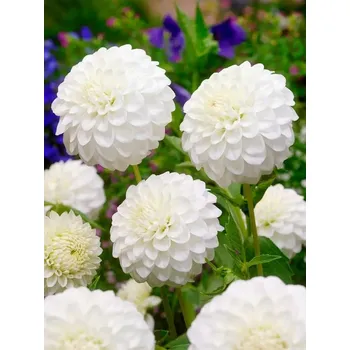 Sazenice Jiřina Petra's Wedding 1 ks