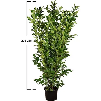 Sazenice Prunus laurocerasus ´Novita´200-225cm, bal