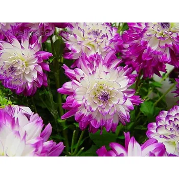 Sazenice Jiřina Who Dun It 1 ks