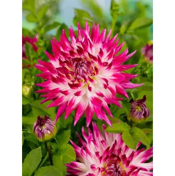 Sazenice Jiřina Dutch Explosion 1 ks