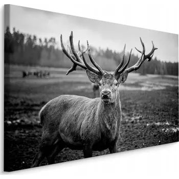 Obraz Obraz na plátně černobílý JELEN příroda 40x30