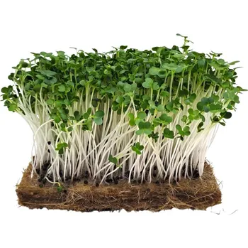 Semeno Hortus Pak Choi bílé – semínka pro pěstování Microgreens, 100g