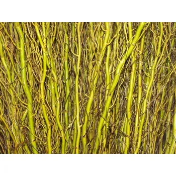 Sazenice Vrba 'Caradoc' Balení: kontejner p9