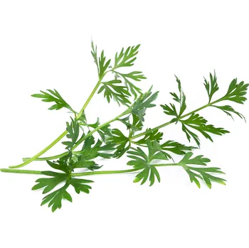 Sazenice Veritable, Kapsle se semínky Lingot netradiční bylinky římský kmín - Formadore