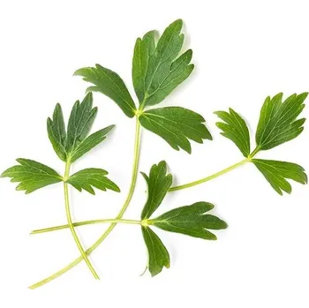 Sazenice Veritable, Kapsle se semínky Lingot netradiční bylinky libeček - Formadore