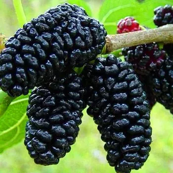 Sazenice MORUŠE ČERNÁ 'GERARDI'S DWARF' - ZAKRSLÁ kont.P9