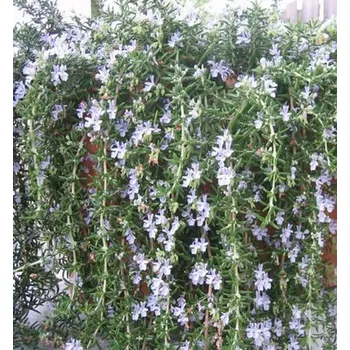 Sazenice Rozmarýn lékařský ´RIVIERA´ kont. 1 l