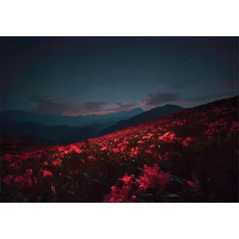 Fototapeta VINYLOVÁ FOTOTAPETA NA VLIESU KVĚTINY POLE KRAJINA PŘÍRODA 368x254