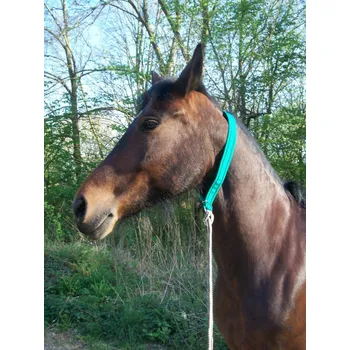 Obojek pro psa Obojek na koně