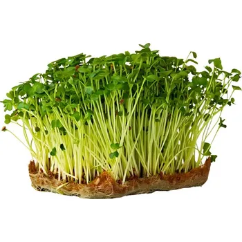 Semeno Hortus Pěstebna Ředkev Daikon na microgreens, 100 g